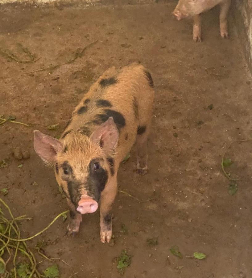Hotel Fazenda Bonanza エンジェニェイロ・パウロ・デ・フロンチン エクステリア 写真