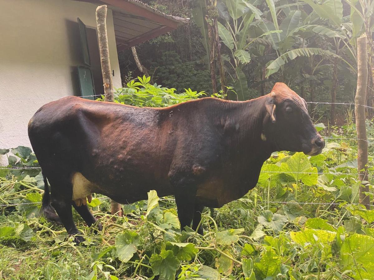 Hotel Fazenda Bonanza エンジェニェイロ・パウロ・デ・フロンチン エクステリア 写真